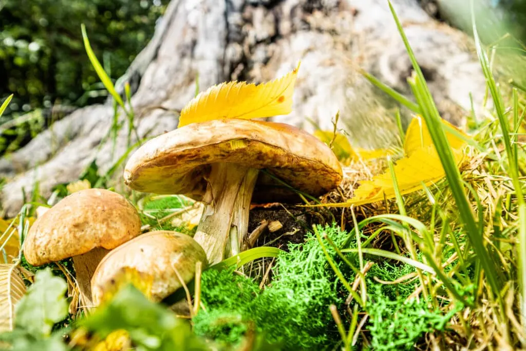 Les livres de cueillette de champignons générés par IA envahissent Amazon